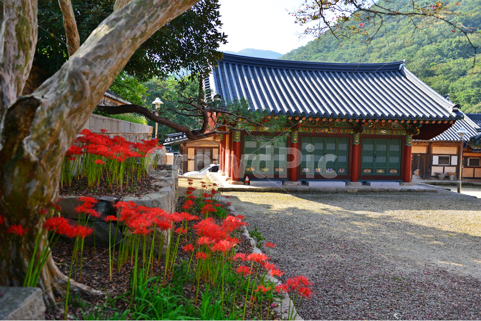 nature,자연,outdoors,옥외,plant,식물,tree,나무,경치,경관,풍경,영광,불갑사,꽃무릇,상사화축제,축제,아침,안경,빛,사찰,절