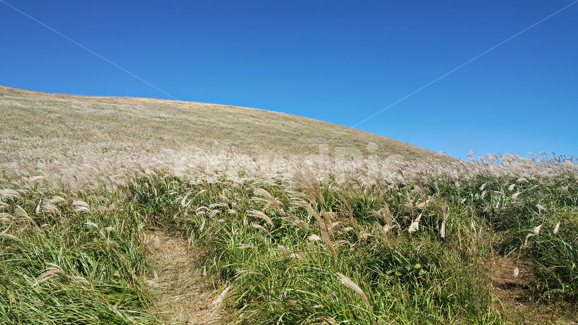 갈대,갈대숲,식물,reed,plant