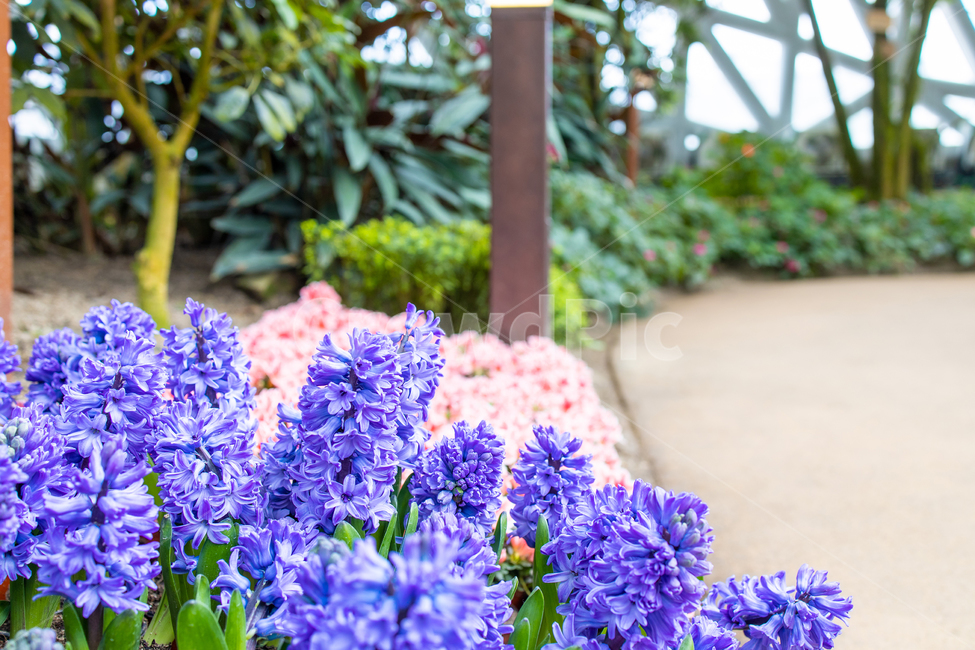 히아신스,꽃,보라색꽃,flower,hyacinthus,식물,자연,plants,nature,꽃,flower