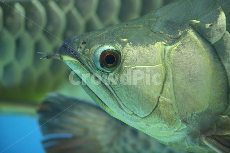 아로아나,아로와나,열대어,물고기,arowana,tropicalfish,동물,animal,어류,물고기,fish