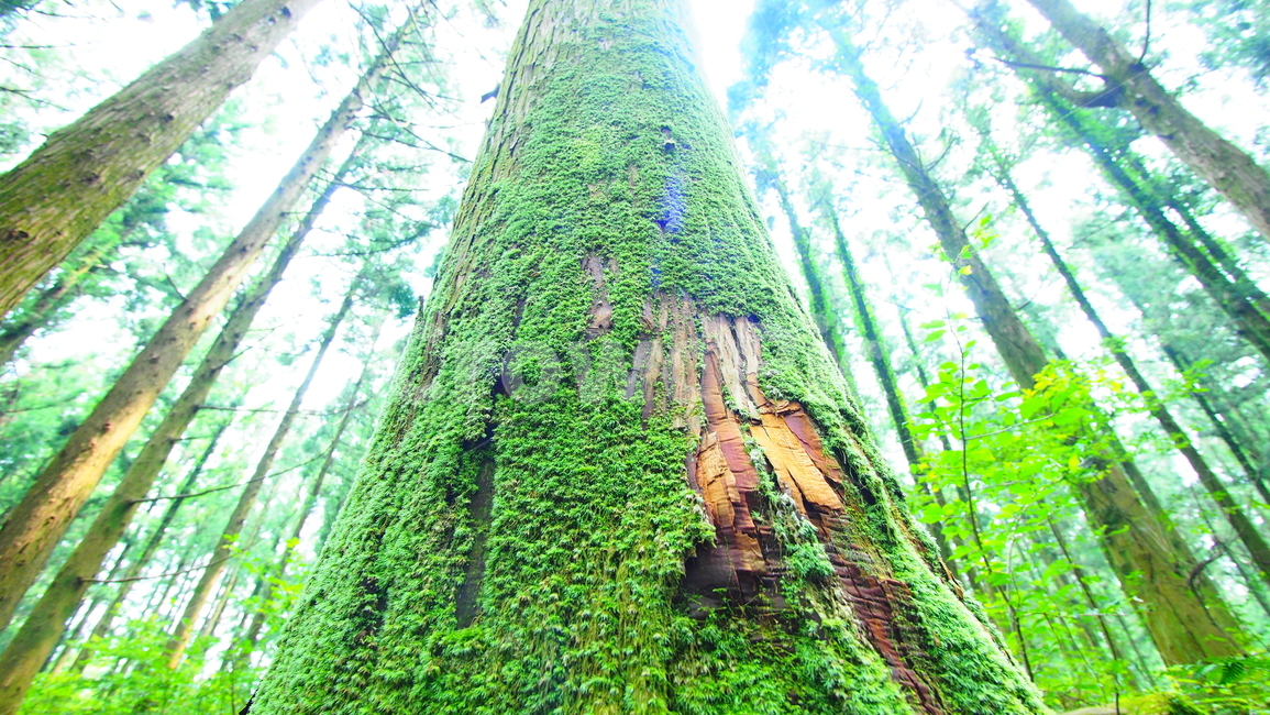 나무,이끼,삼나무,우산이끼,숲,자연,초록색,tree,moss,forest,nature,green