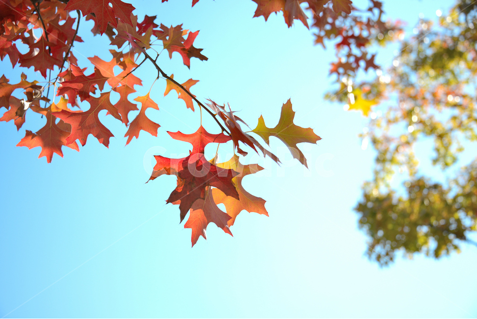 가을,단풍,하늘,단풍잎,빨간열매,fall,autumn,leaf,bluesky,maple,태양,아름다운,sunlight,햇빛,나무,tree,beutiful,맑음,감성,sunny,자연,식물,대왕참나무,가을,계절,fall,autumn,season,plant,잎