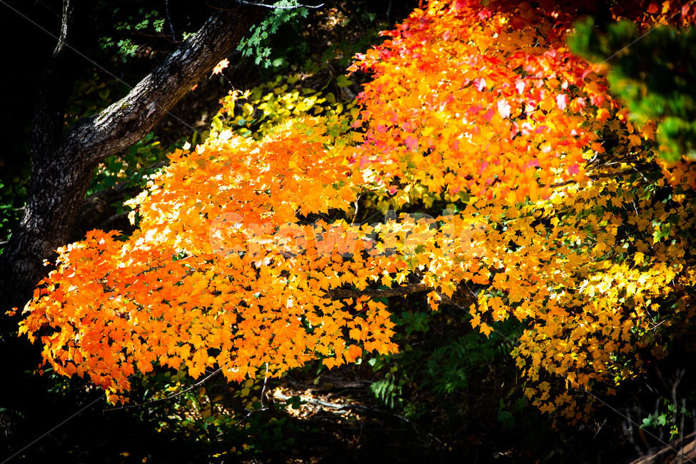 가을,산,단풍,나무,붉은색,설악산단풍,가을,계절,fall,autumn,season,leaf,잎,plant,식물,tree,maple