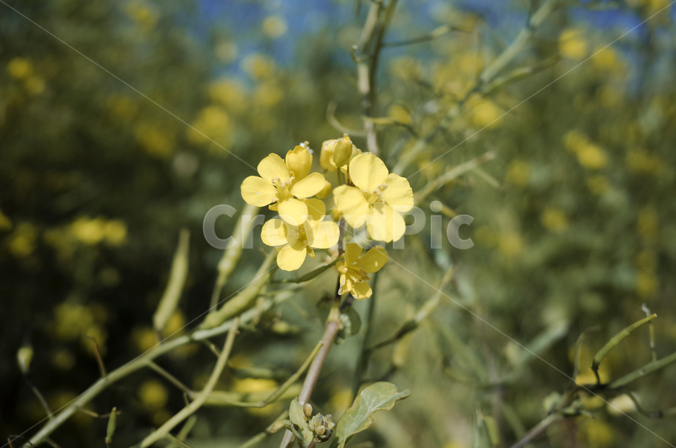 유채꽃,유채,봄꽃,봄,노란꽃,yellow,green,flower,꽃,plant,식물,초록
