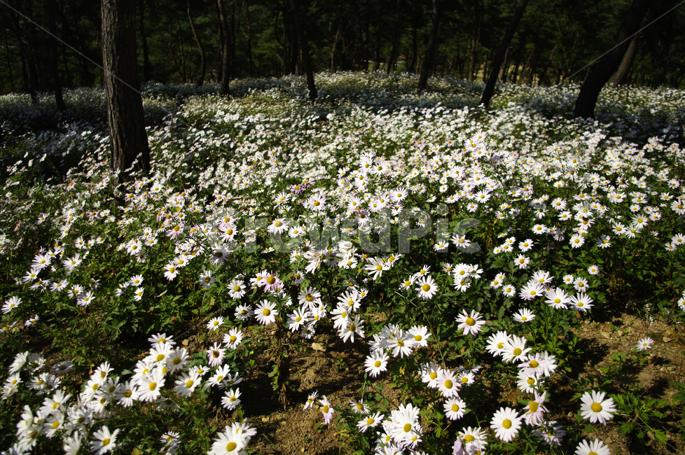 나무,숲,구절초,꽃,풍경,식물,flower,plant,blossom,daisies,데이지,daisy