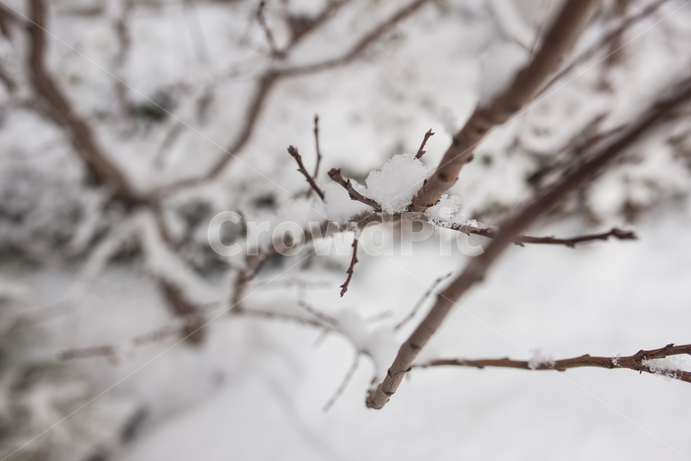 눈,겨울,나무,나뭇가지,snow,겨울,계절,winter,season,식물,자연,plants,nature