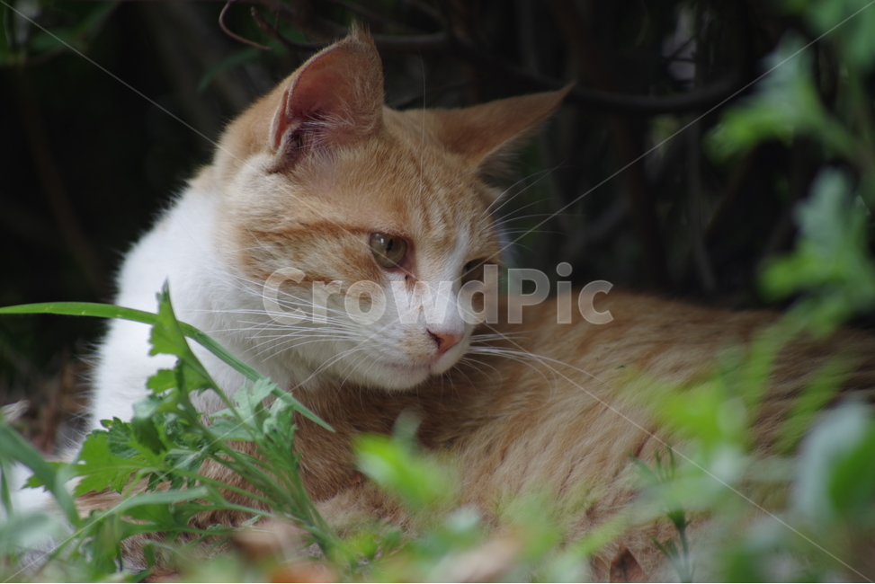 고양이,길냥이,동물,스냅,길거리,냥이,cat,animal,photography,photo,줄무늬,태비,배경사진,코숏,코리안숏헤어,동물,animal,포유류,mammal,고양이,cat,kitten,kitty