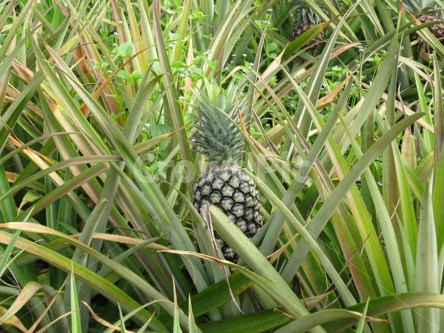 파인애플,pineapple,fruit,과일,음식