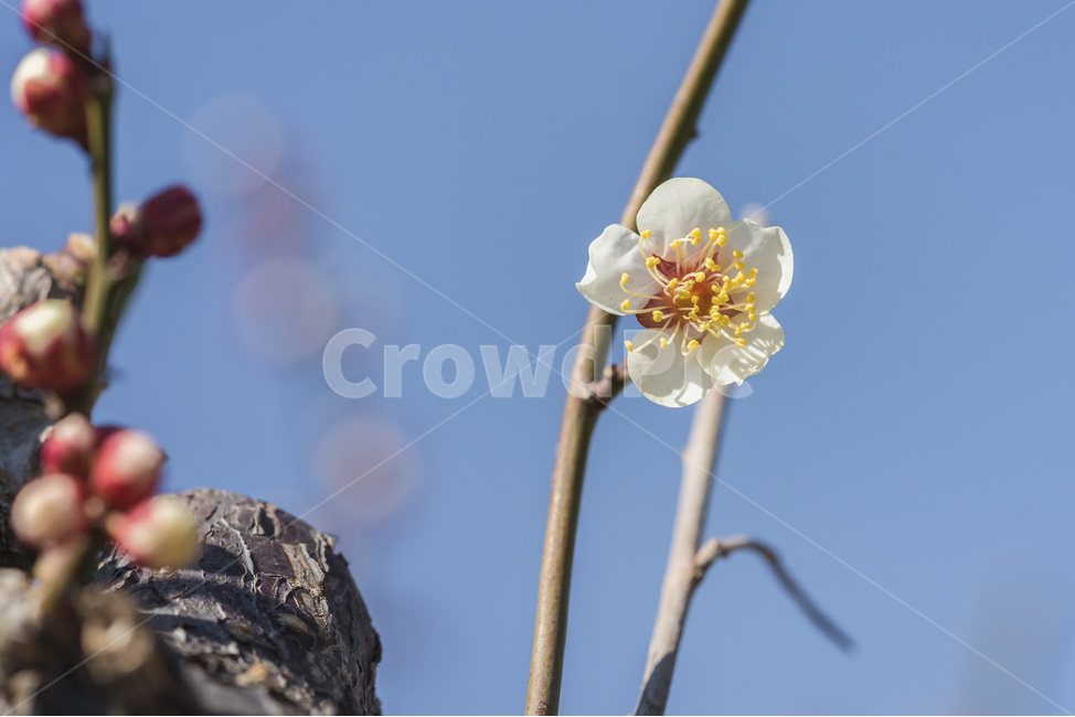 꽃,매화,봄,자연,접사,꽃사진,풍경,spring,flower,nature,beauty,macro,봄,계절,spring,season,식물,자연,plants,nature,꽃,flower,감성,sensible,feeling,plant