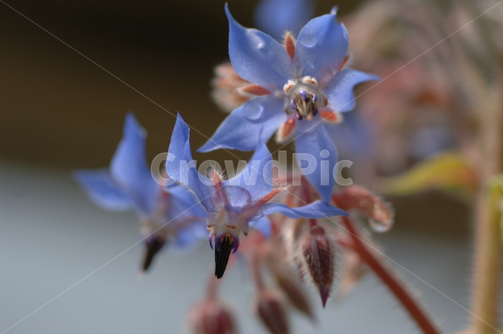 매발톱,꽃,들꽃,야생화,flower,자연,식물,plant,식물,자연,plants,nature,꽃,flower