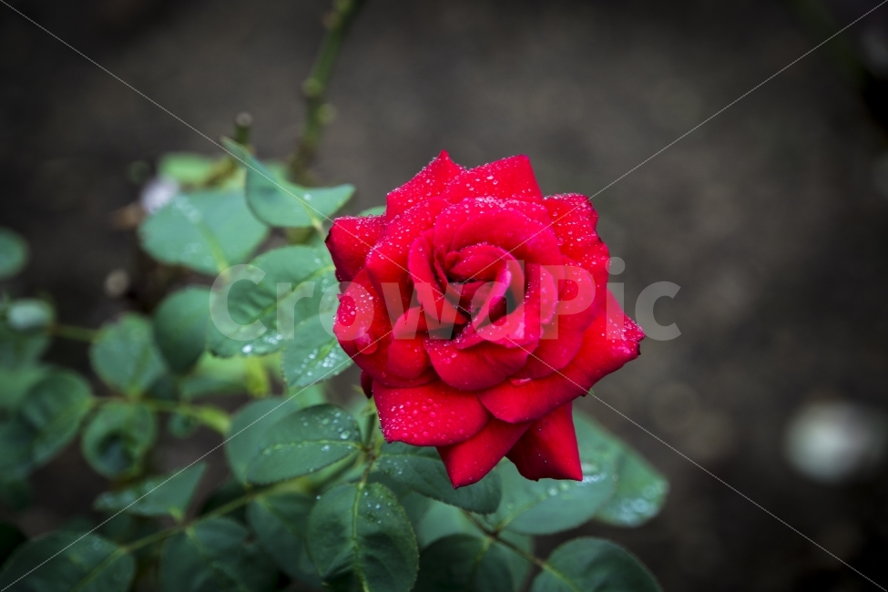 꽃,비오는날,식물,여름,울산,울산대공원,장미,flower,rose,사랑,붉음,물방울,비,비오는날,rain,rainy,식물,자연,plants,nature,꽃,flower