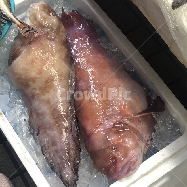 물곰,해산물,수산시장,물고기,곰치,어류,물고기,fish,수산물,해산물,fishery products,seafood