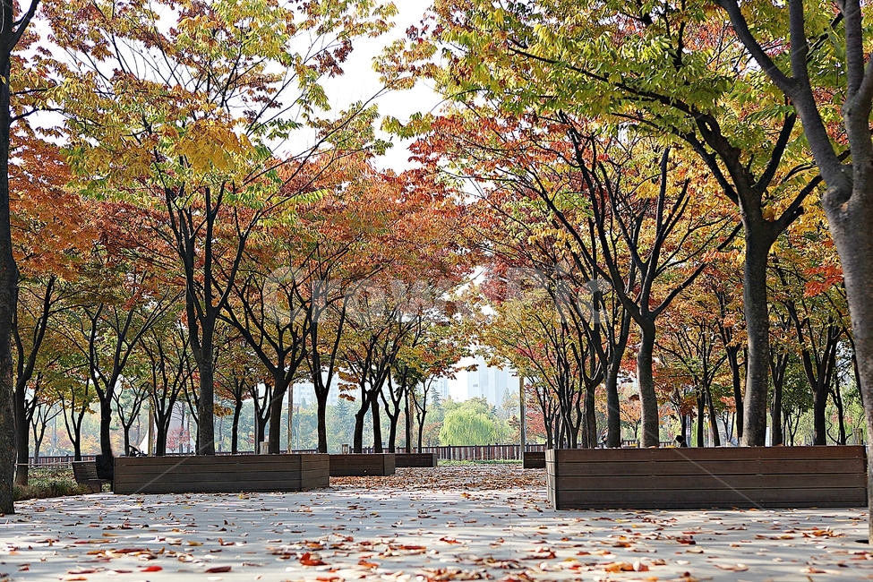 단풍나무,단풍,낙엽,울긋불긋,공원,식물,자연,나무,풀,잡초,가을,계절,fall,autumn,season,자연,풍경,nature,landscape,tree,plant