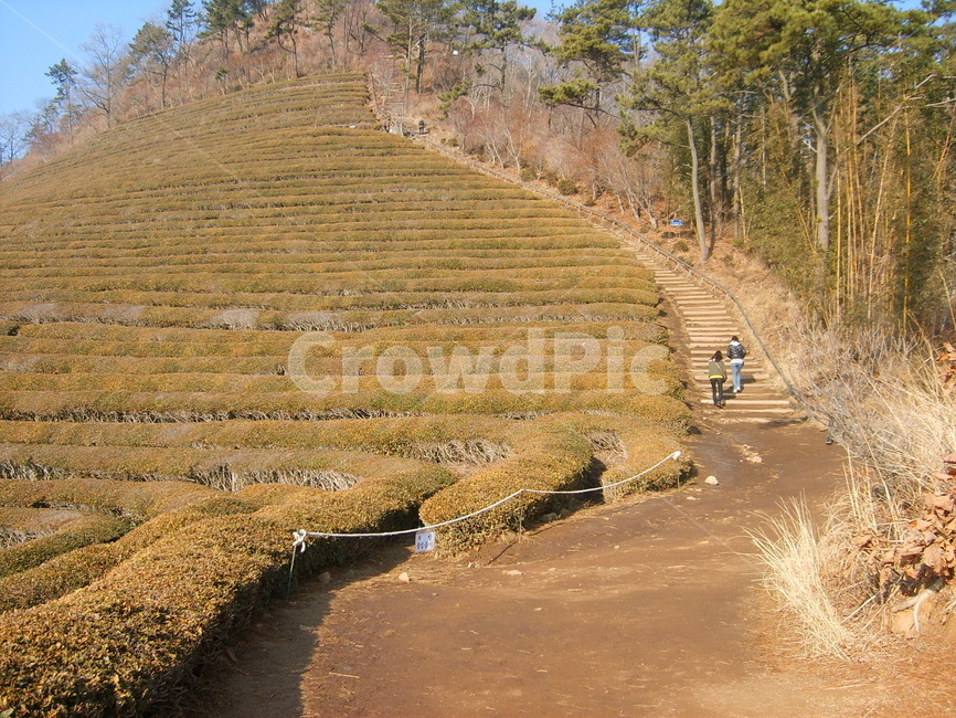 녹차밭,햇빛,햇볕,햇살,풍경,녹색,전원,밭,계단식,논,녹차