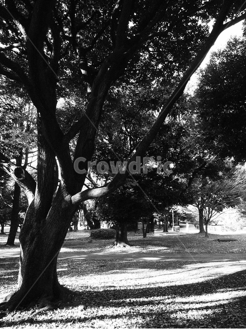 나무,흑백,숲,tree,forest,blackandwhitephotos,자연,풍경,nature,landscape,식물,plants,나무,trees,wood,흑백,모노톤,monochrome,black and white,plant,tree trunk,나무 줄기