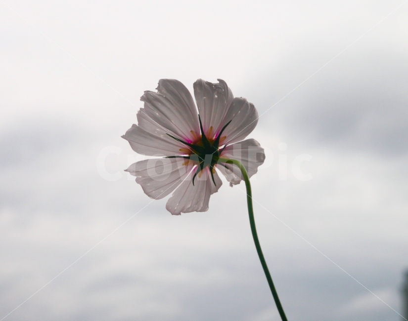 꽃,코스모스,하늘,감성,감성사진,색감,식물,자연,plants,nature,꽃,flower,감성,sensible,feeling