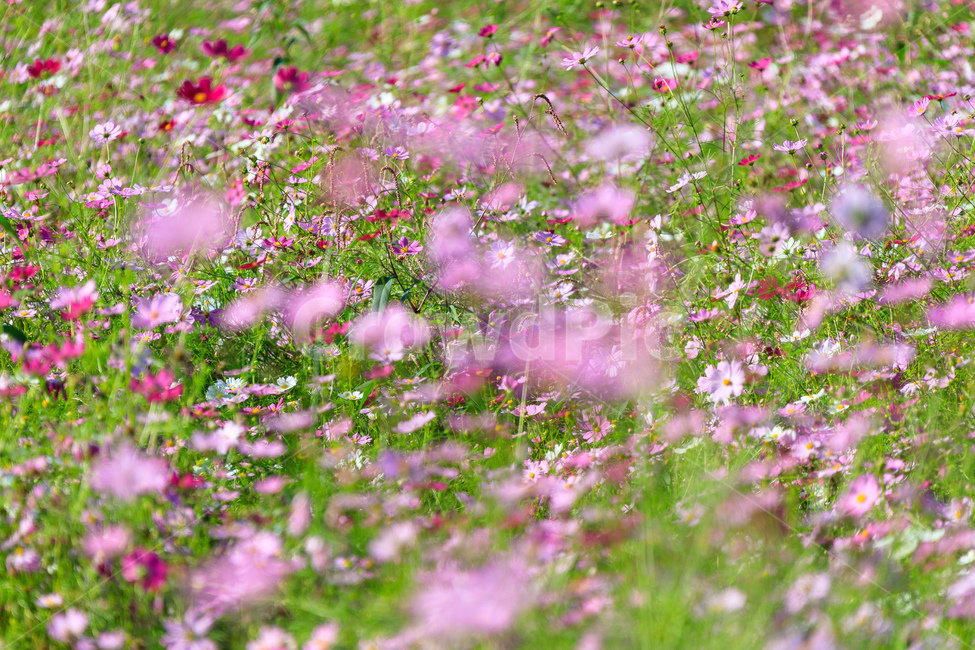 코스모스,꽃,가을,꽃잎,잎,식물,가을,계절,fall,autumn,season,식물,자연,plants,nature,꽃,flower,spring,봄,field,들,grassland,목초지,outdoors,옥외