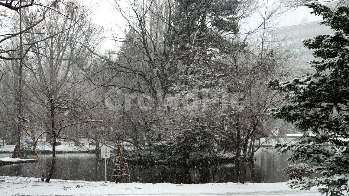 삿포로,눈,삿포로눈내리는풍경,눈내리는풍경,나무,겨울,계절,winter,season