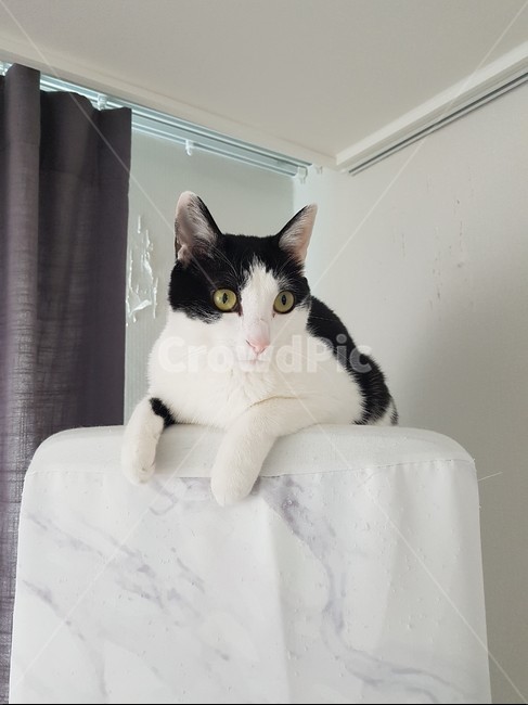 고양이,코리안숏헤어,바둑이,에어컨,쉬는양이