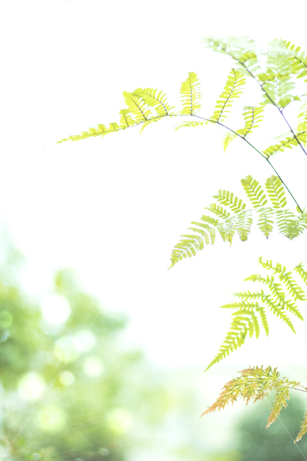 green,나무,나뭇잎,네이처,가지,식물학,계절,신선,데코,근접,뜰,성장,봄,식물,결,엽상체,덤불,매크로,여름,들판,목초지,목초,beautiful,내추럴,배경,바탕,인기,수채화,봄배경,식물,자연,plants,nature