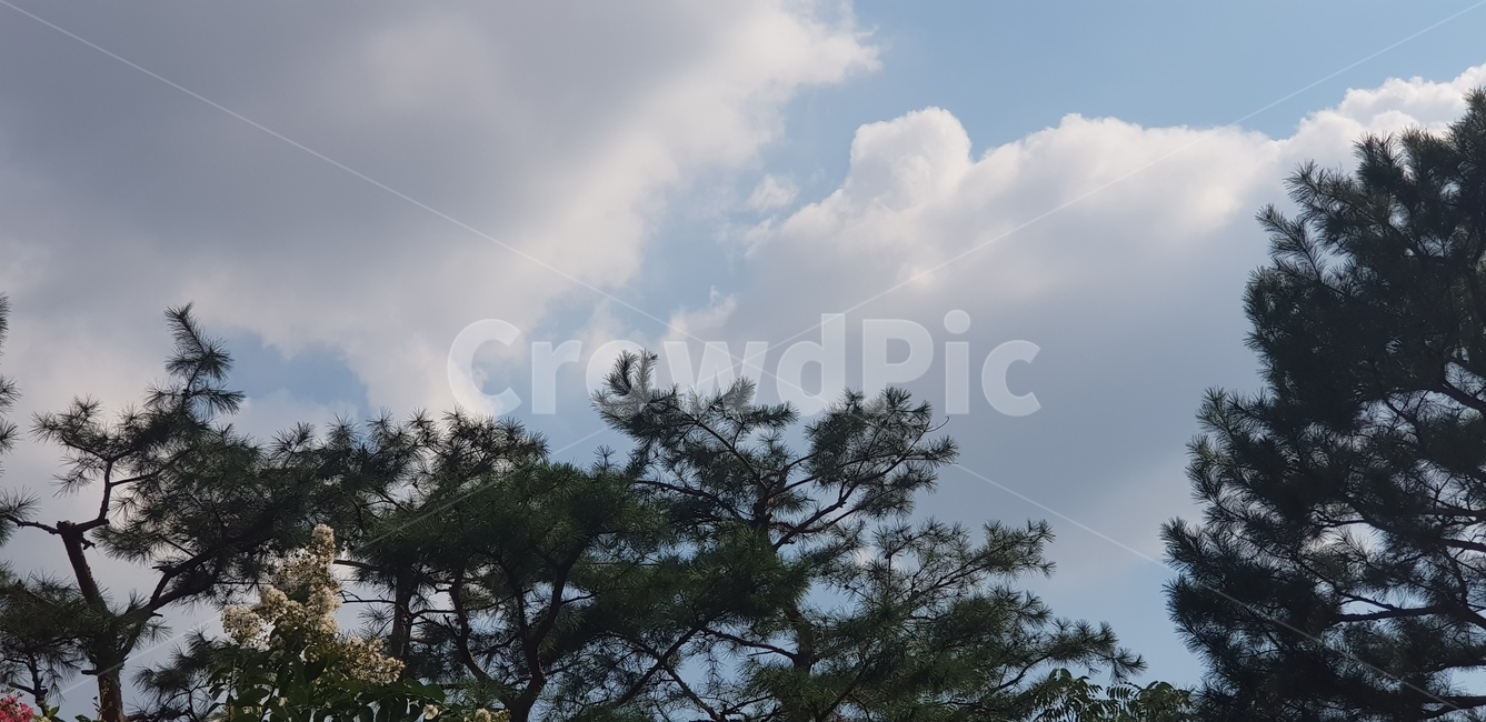 하늘,구름,파란색,날씨,맑음,나무,계절,여름하늘,식물,자연,weather,plant,tree