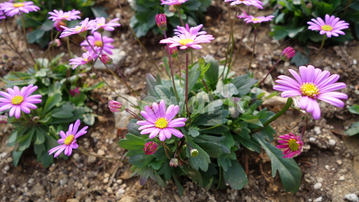 꽃,식물,자연,분홍꽃,flower,식물,자연,plants,nature,꽃,flower