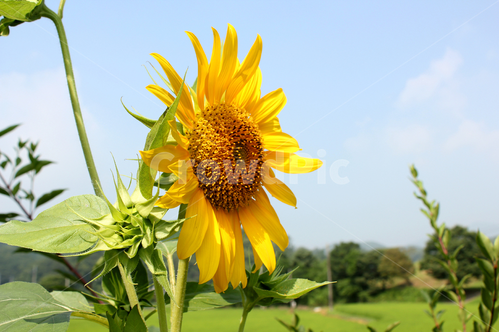 해바라기,해바라기꽃,꽃,노랑,노란색,하늘,자연,잎,식물,여름,blue,bright,field,flower,garden,green,landscape,leaf,natural,nobody,outdoor,plant,sky,summer,sun,sunflower,yellow,한국,식물,자연,plants,nature,꽃,flower