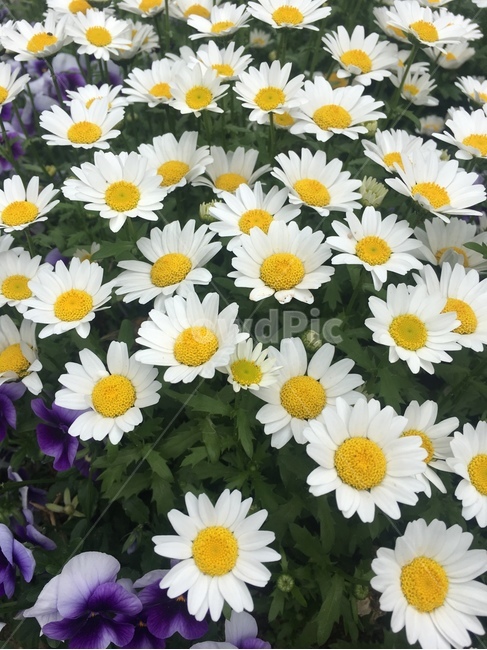 plant,식물,daisy,flower,blossom,꽃,daisies,데이지