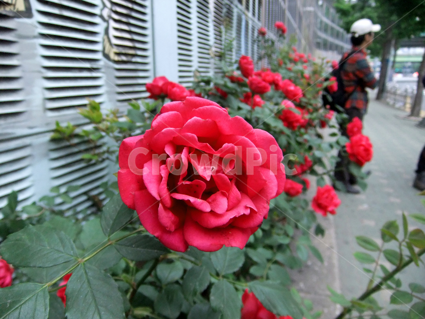 blossom,rose,장미,flower,꽃,식물,plant,도로,load,정열,행인,길가,정원,잎,잎사귀,leaf,사랑,love,passion,봄,자연,야외