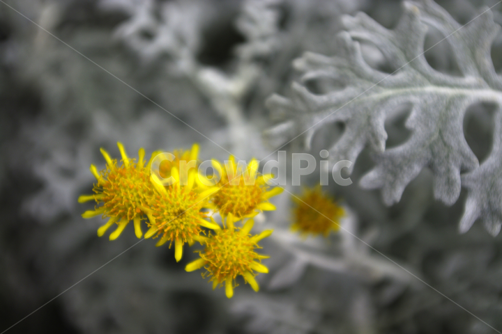 설국,꽃,식물,flower,plant,식물,자연,plants,nature,꽃,flower