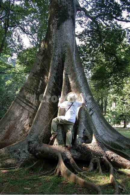 나무,큰나무,tree,bigtree,botanicgarden,bogor,istanabogor,식물원