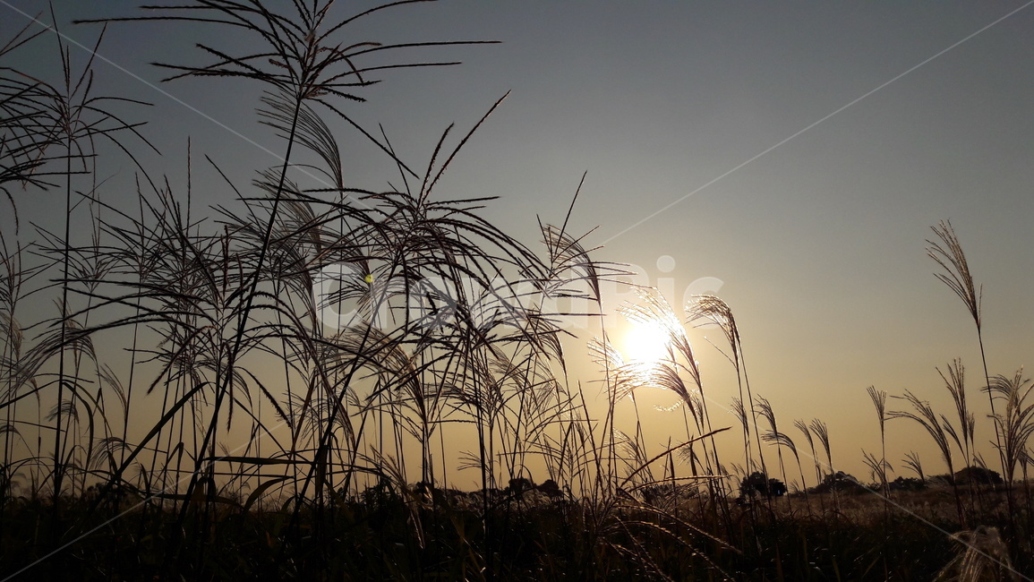 가을,갈대,하늘,붉은,저녁놀,가을,계절,fall,autumn,season,자연,풍경,nature,landscape,grass,잔디,plant,식물,lawn