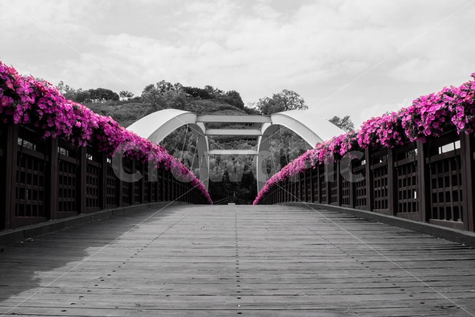 보라,구름다리,다리,꽃,아름다움,미,흑백,purple,black,cloud,bridge,beautiful,식물,자연,plants,nature,꽃,flower
