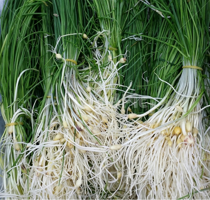 봄나물,식재료,채소,싱싱한,달래,건강,vegetable,food,healthy,봄,나물,wildchive,spring,건강,헬스웨어,헬스케어,healthware,health care,음식,식재료,요리,food,cook,meal,dishes,food reserves,채소,야채,vegetables