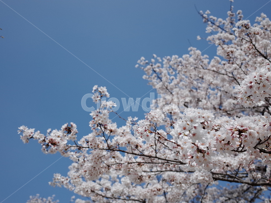 봄,벚꽃,꽃,봄꽃,하늘,나무,꽃나무,벚꽃나무,식물,계절,spring,flower,season,sky,봄,계절,spring,season,식물,자연,plants,nature,꽃,flower,plant,blossom