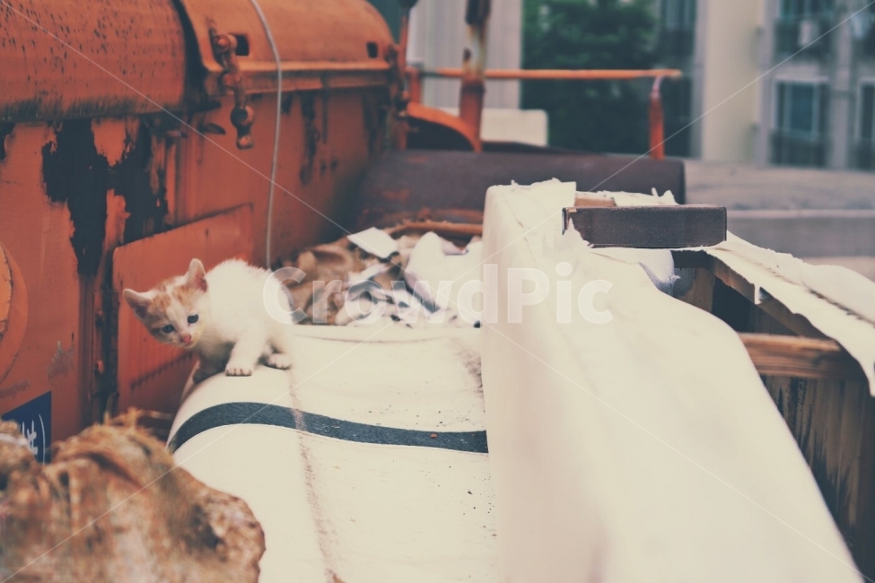 고양이,길냥이,길고양이,아기고양이,새끼고양이,동물,animal,포유류,mammal,고양이,cat,kitten,kitty