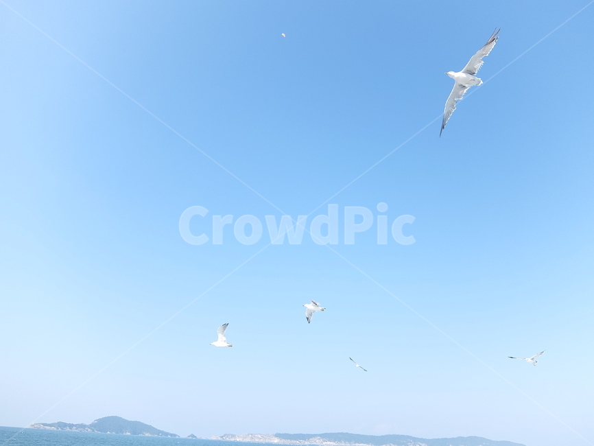 선유도,섬,서해,바다,갈매기,군산,동물,animal,조류,새,birds