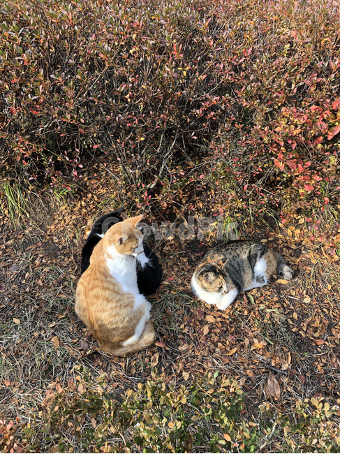고양이,새끼고양이,아기고양이,고양이세마리,야생고양이,길고양이,아기고양이세마리,갈색고양이,개냥이,개냥이들,냥냥이,동물,animal,포유류,mammal,고양이,cat,kitten,kitty