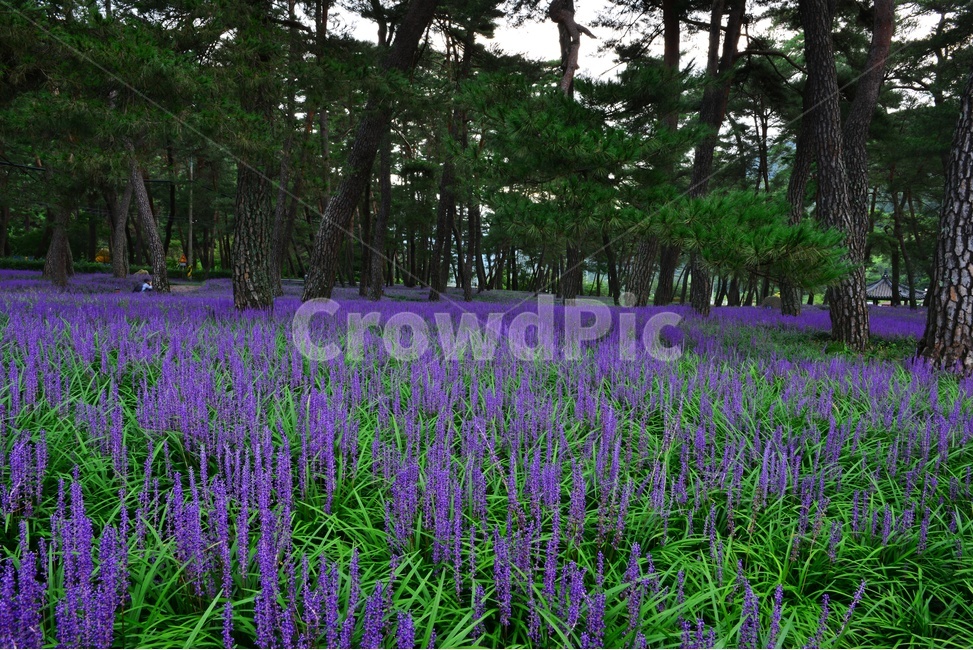 plant,식물,blossom,flower,꽃,garden,정원,outdoors,옥외,맥문동,맥문동꽃,맥문동솔숲,소나무,솔숲,경북,상주,상주솔숲맥문동,솔숲맥문동,자연,풍경,nature,landscape