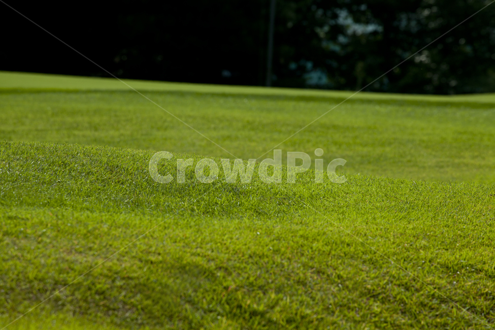 잔디,녹색,식물,여름,grass,green,plants