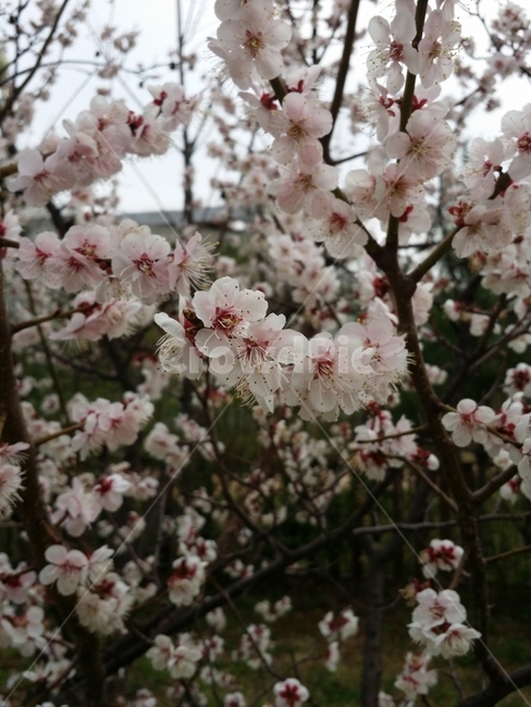 벚꽃,꽃,봄,계절,야외,flower,spring,season,outdoor,cherryblossom,봄,계절,spring,season,식물,자연,plants,nature,꽃,flower,plant,blossom