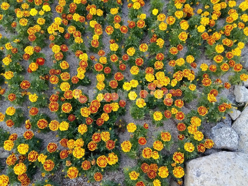 매리골드,꽃,식물,자연,힐링,nature,flower,휴식,계절,marygold,노란색,주황색,orange,yellow,plant,도트,배경,꽃구경,감성사진