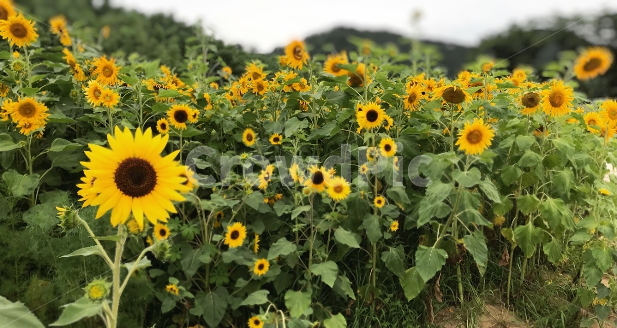 해바라기,꽃,사랑,고백,꽃말,당신을사랑합니다,감성