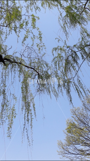 버들,하늘,흔들림,아름다움,봄,자연,풍경,nature,landscape,tree,나무,plant,식물