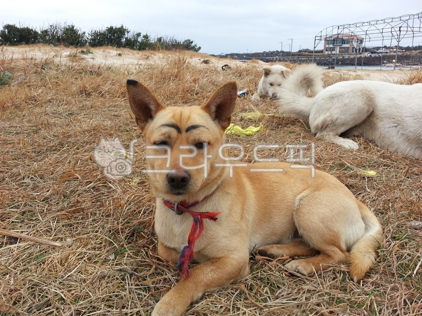 개,진돗개,견장,동물,반려견