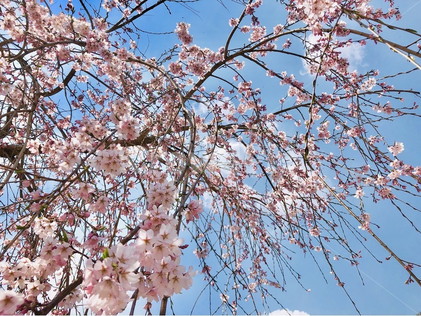 벚꽃,봄,꽃,벚나무,하늘