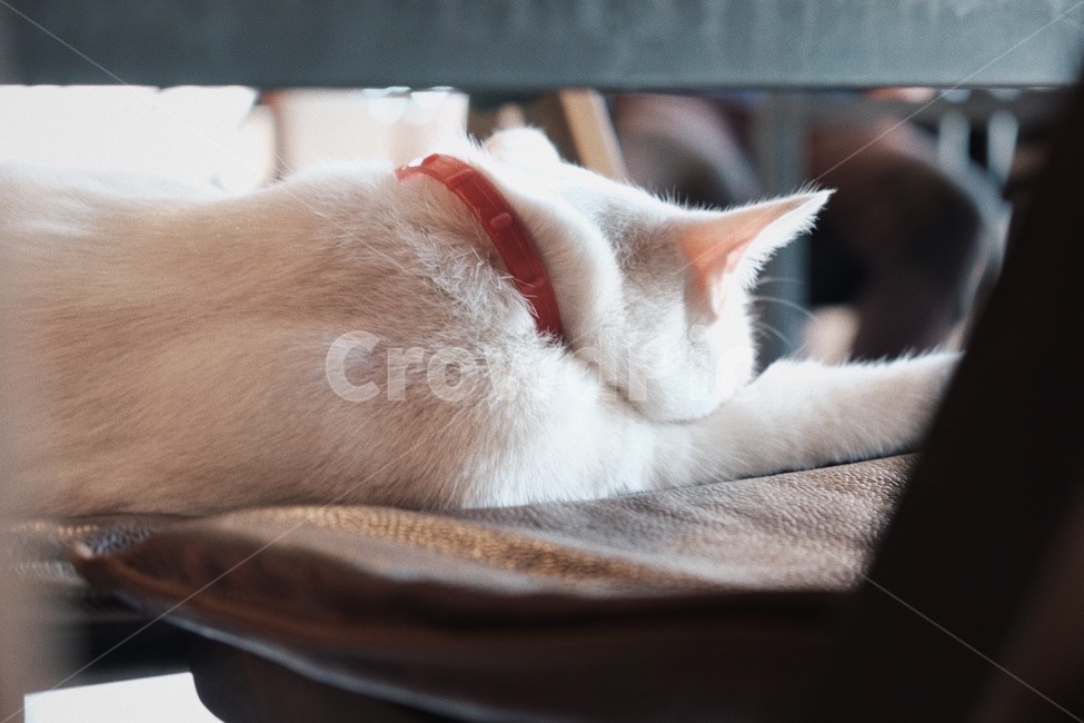 고양이,카페,cat,cafe,cozy,warm,편안함,안락함,흰색,의자,흰색고양이,햇빛,실내,조용,휴식,힐링,빛,따뜻한,rest,relaxtion,healing,뒷모습,동물,animal,포유류,mammal,고양이,cat,kitten,kitty