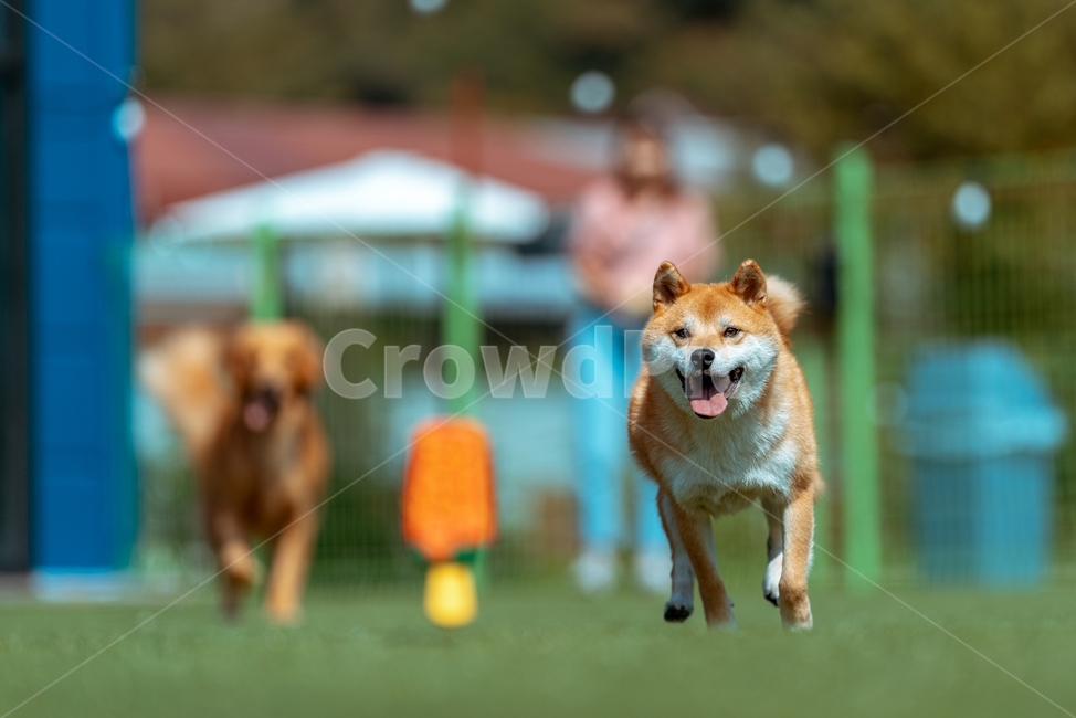 animal,pet,동물,dog,개,시바,시바이누,시바견,적시바,동물,animal,포유류,mammal,개,강아지,dog,doggy