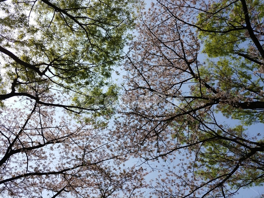 힐링,풍경,나무,숲속나무,피톤치드,숲속