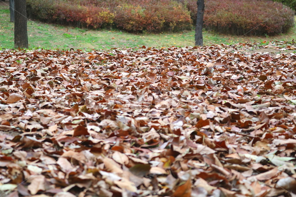 낙엽,단풍,나뭇잎,자연,가을,가을,계절,fall,autumn,season,ground,바닥,plant,식물,leaf,잎